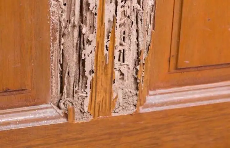 Cửa gỗ công nghiệp bị mối mọt nghiêm trọng sau khi sử dụng được một thời gian